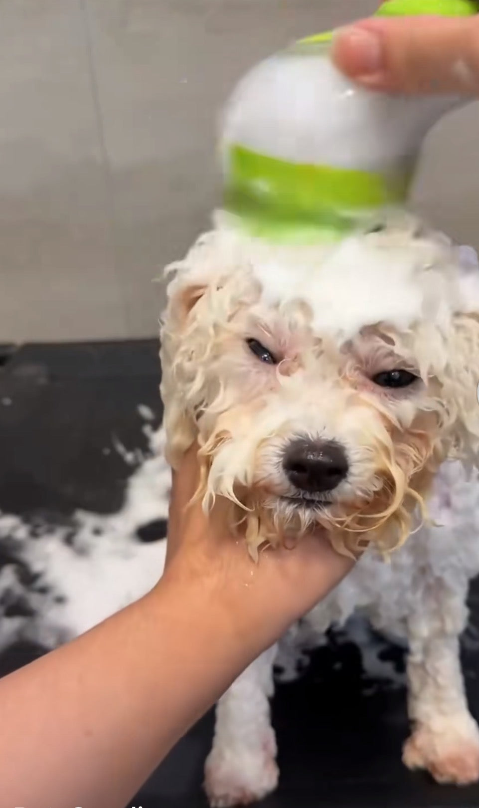 Brosse de Douche pour Chiens avec Distributeur de Shampoing