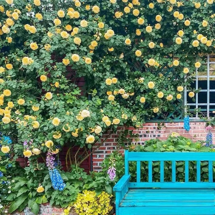 Graines de Rosier Grimpant Coloré | À planter toute l'année !