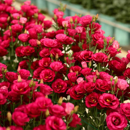Graines d'Eustoma Roses sans épines (100 pièces) 💐Graines de Lisianthus