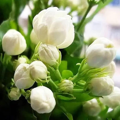 100 Graines de Jasmin Grimpant Odorant (Sans OGM)