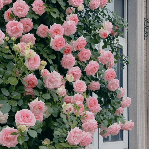 Graines de Rosier Grimpant Coloré | À planter toute l'année !