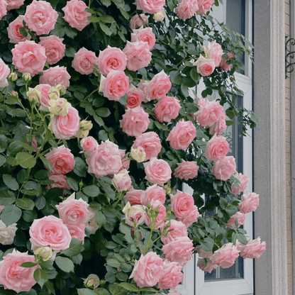 Graines de Rosier Grimpant Coloré | À planter toute l'année !