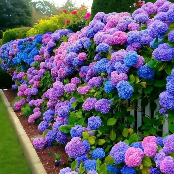 🌈 Mélange de graines d'hortensia colorées (60 pièces) – Graines de plantes vivaces magnifiques et rustiques