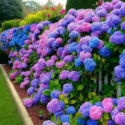 🌈 Mélange de graines d'hortensia colorées (60 pièces) – Graines de plantes vivaces magnifiques et rustiques