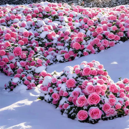 Graines de Rosier Grimpant Coloré | À planter toute l'année !