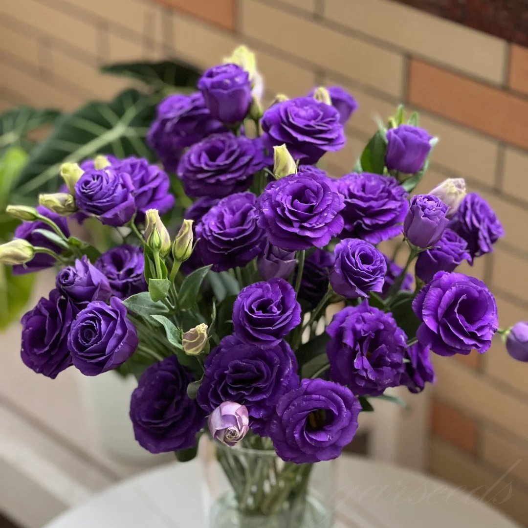 Graines d'Eustoma Roses sans épines (100 pièces) 💐Graines de Lisianthus