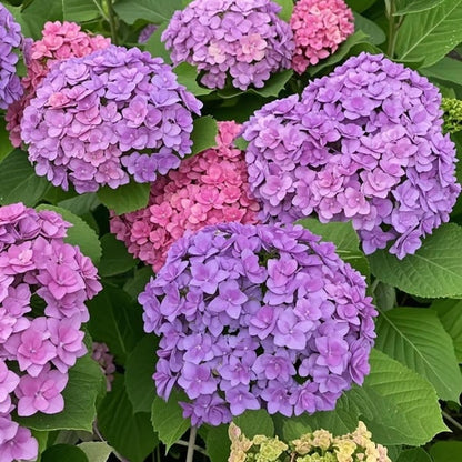🌈 Mélange de graines d'hortensia colorées (60 pièces) – Graines de plantes vivaces magnifiques et rustiques