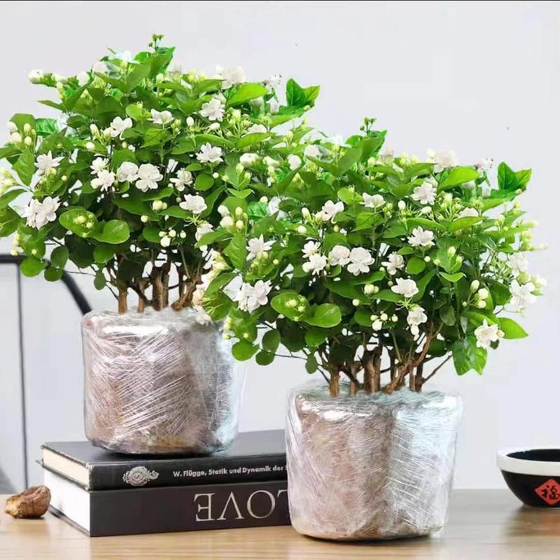 100 Graines de Jasmin Grimpant Odorant (Sans OGM)