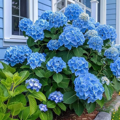 🌈 Mélange de graines d'hortensia colorées (60 pièces) – Graines de plantes vivaces magnifiques et rustiques