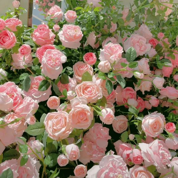 Graines de Rosier Grimpant Coloré | À planter toute l'année !