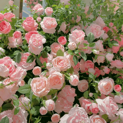Graines de Rosier Grimpant Coloré | À planter toute l'année !