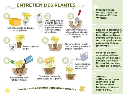 Mélange de graines de prunier (100 pièces)