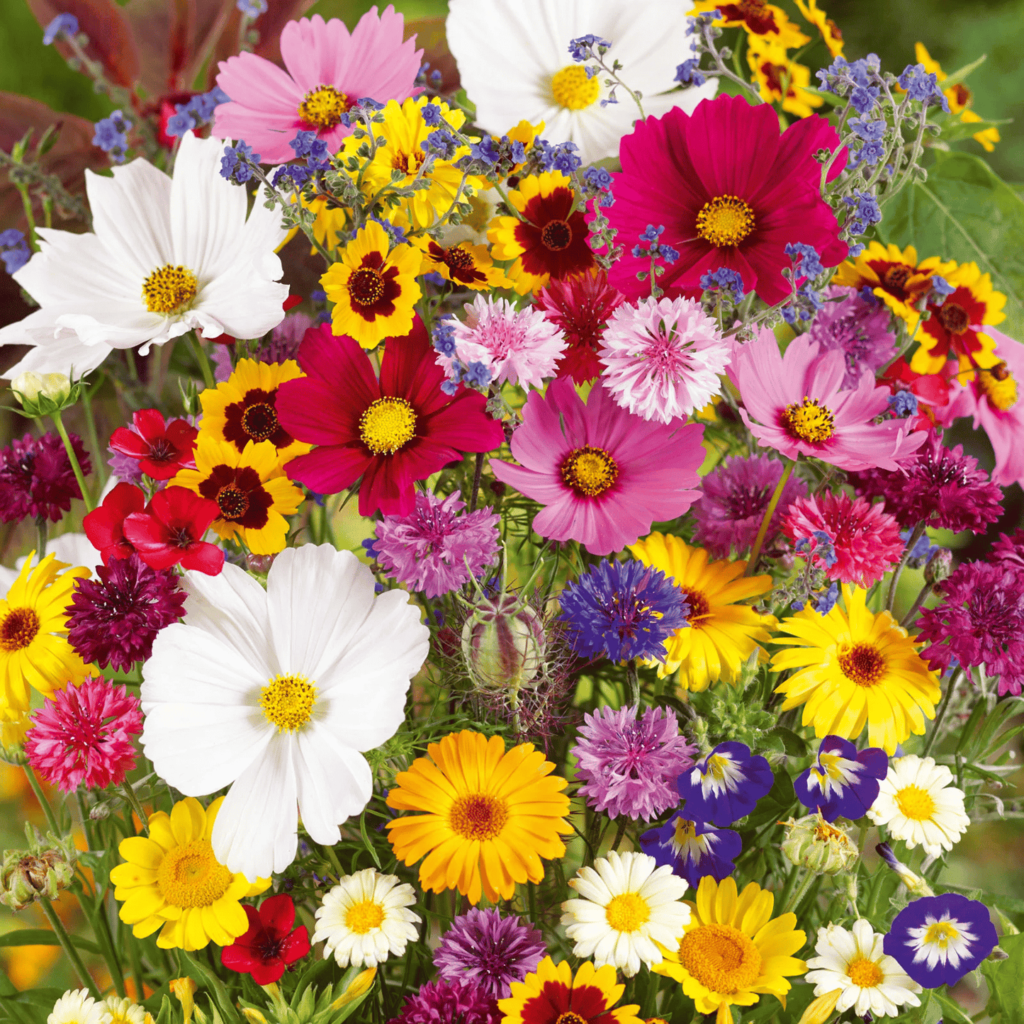 Mélange de graines colorées – plus de 60 espèces (1000 graines)