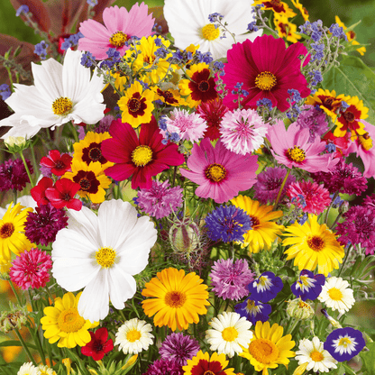 Mélange de graines colorées – plus de 60 espèces (1000 graines)