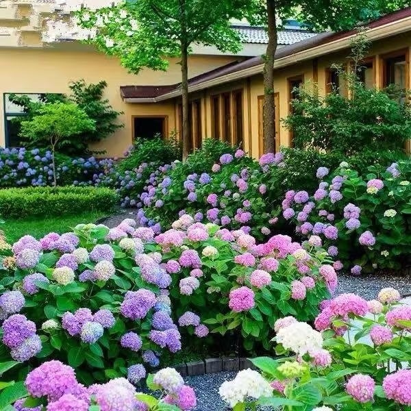 🌈 Mélange de graines d'hortensia colorées (60 pièces) – Graines de plantes vivaces magnifiques et rustiques
