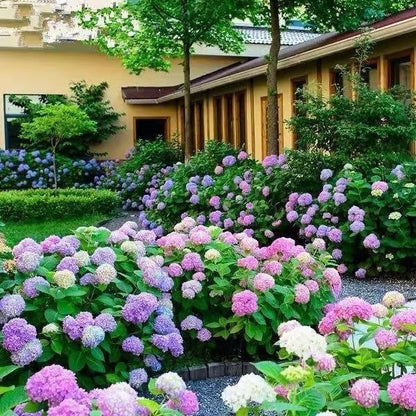 🌈 Mélange de graines d'hortensia colorées (60 pièces) – Graines de plantes vivaces magnifiques et rustiques