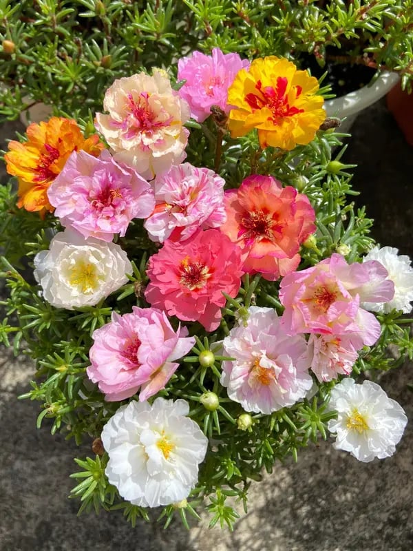 🌸 Mélange de 1000 Graines de Pourpier – 🌿 Roses du Soleil