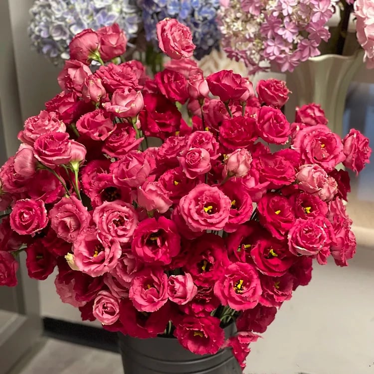 Graines d'Eustoma Roses sans épines (100 pièces) 💐Graines de Lisianthus