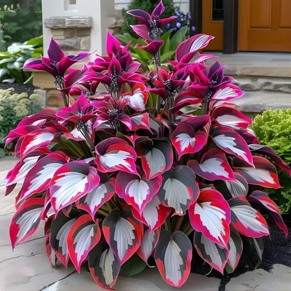Plantes premium de haute qualité, rares et à faible entretien