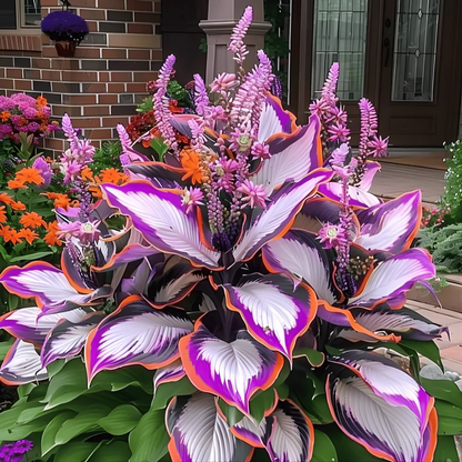 Plantes premium de haute qualité, rares et à faible entretien
