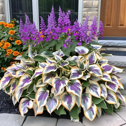 Plantes premium de haute qualité, rares et à faible entretien