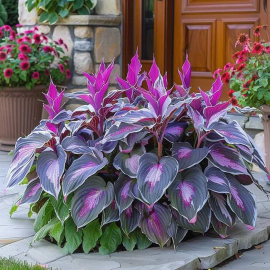 Plantes premium de haute qualité, rares et à faible entretien
