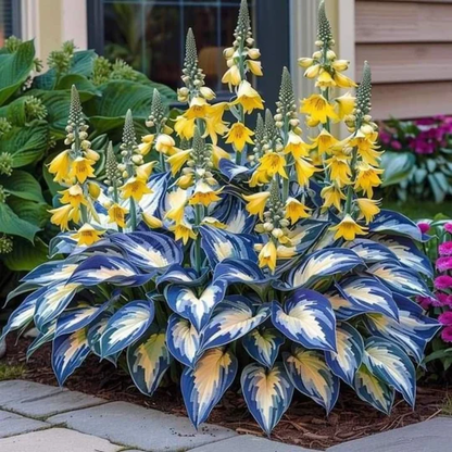 Plantes premium de haute qualité, rares et à faible entretien