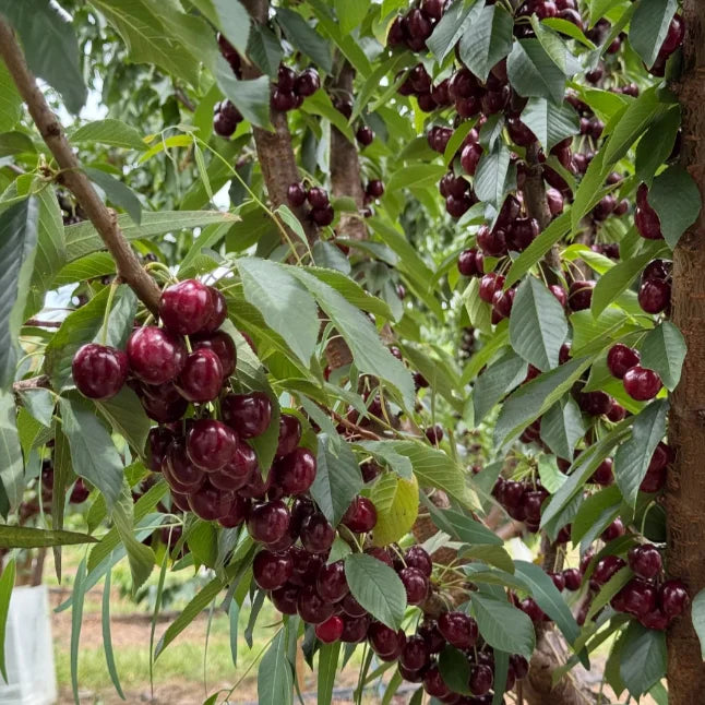 Graines de cerisier doux (50 pièces - Sans OGM)🌿(peuvent être plantées en hiver)