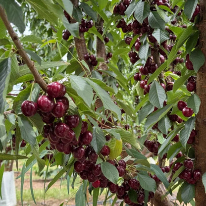 Graines de cerisier doux (50 pièces - Sans OGM)🌿(peuvent être plantées en hiver)