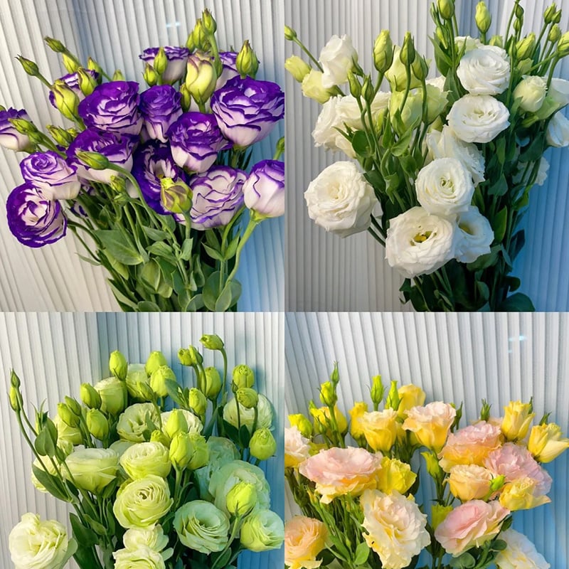 Graines d'Eustoma Roses sans épines (100 pièces) 💐Graines de Lisianthus