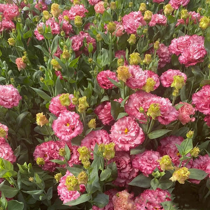 Graines d'Eustoma Roses sans épines (100 pièces) 💐Graines de Lisianthus