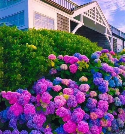 🌈 Mélange de graines d'hortensia colorées (60 pièces) – Graines de plantes vivaces magnifiques et rustiques