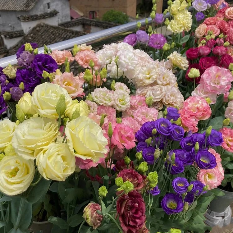 Graines d'Eustoma Roses sans épines (100 pièces) 💐Graines de Lisianthus