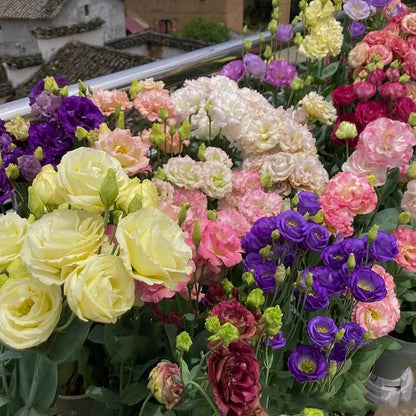 Graines d'Eustoma Roses sans épines (100 pièces) 💐Graines de Lisianthus