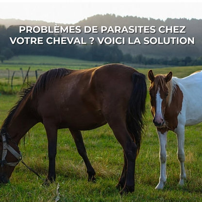 Pâte d'Ivermectine pour Chevaux