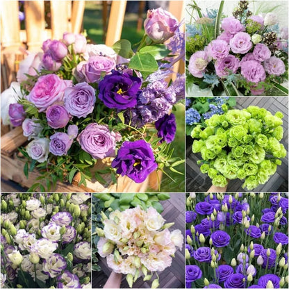 Graines d'Eustoma Roses sans épines (100 pièces) 💐Graines de Lisianthus