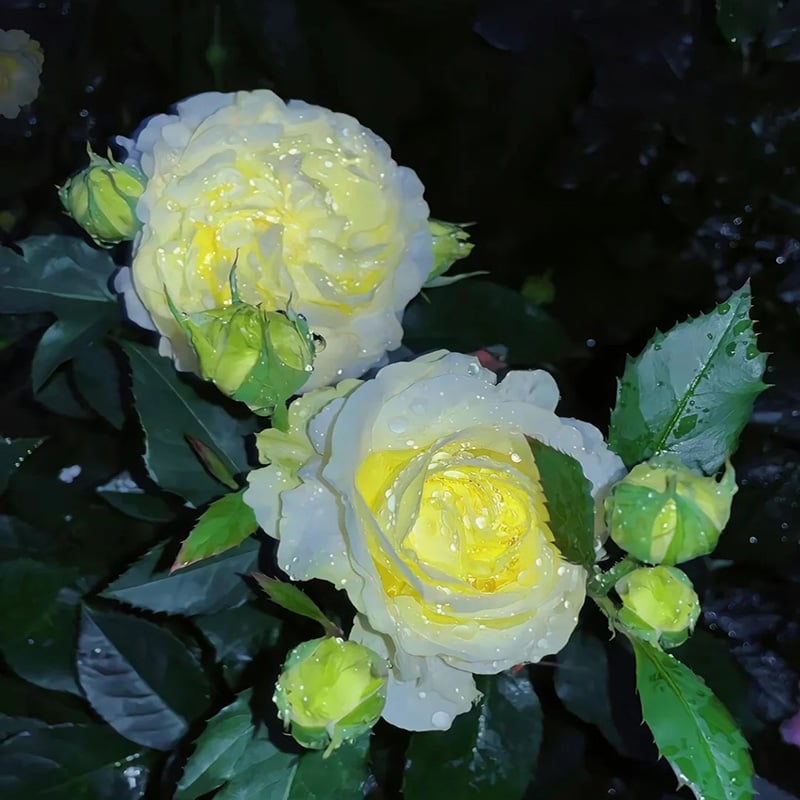 Graines d'Eustoma Roses sans épines (100 pièces) 💐Graines de Lisianthus