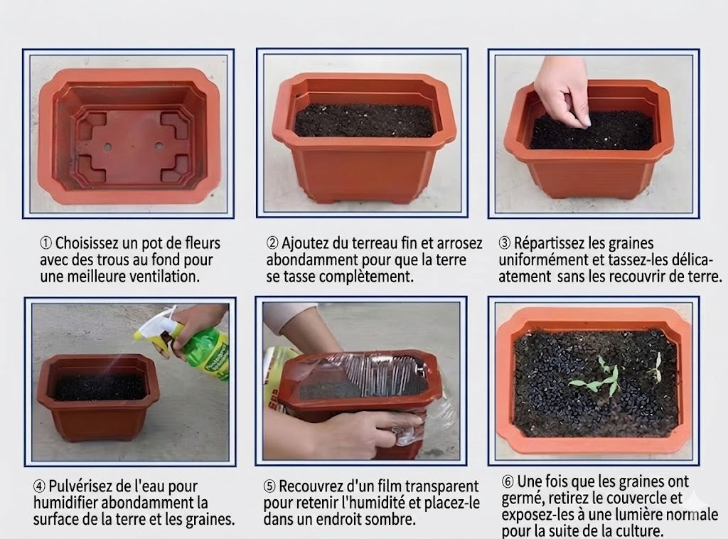 Plantes premium de haute qualité, rares et à faible entretien