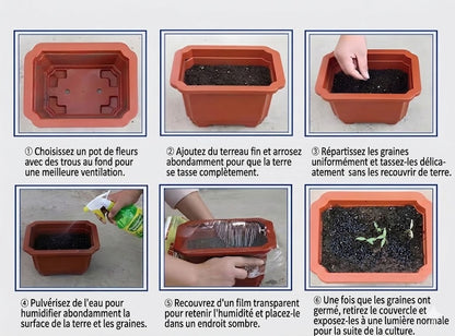 Plantes premium de haute qualité, rares et à faible entretien