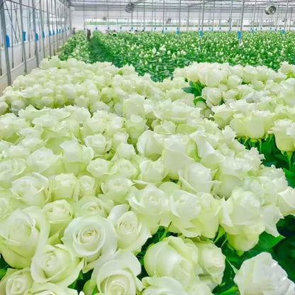 Graines de Rosier Grimpant Coloré | À planter toute l'année !