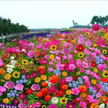 Mélange de graines colorées – plus de 60 espèces (1000 graines)