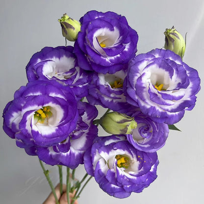 Graines d'Eustoma Roses sans épines (100 pièces) 💐Graines de Lisianthus