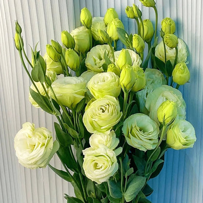 Graines d'Eustoma Roses sans épines (100 pièces) 💐Graines de Lisianthus