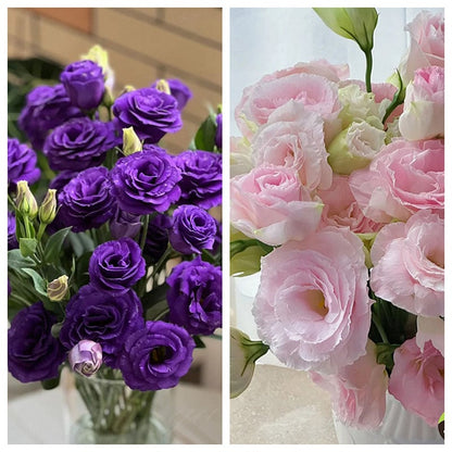 Graines d'Eustoma Roses sans épines (100 pièces) 💐Graines de Lisianthus