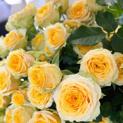 Graines de Rosier Grimpant Coloré | À planter toute l'année !