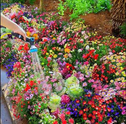 Mélange de graines colorées – plus de 60 espèces (1000 graines)