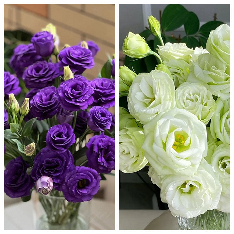 Graines d'Eustoma Roses sans épines (100 pièces) 💐Graines de Lisianthus
