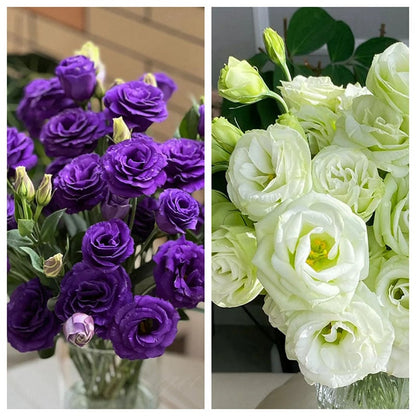 Graines d'Eustoma Roses sans épines (100 pièces) 💐Graines de Lisianthus