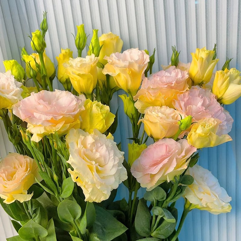 Graines d'Eustoma Roses sans épines (100 pièces) 💐Graines de Lisianthus