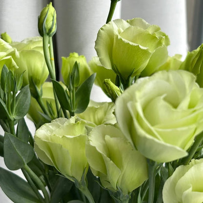 Graines d'Eustoma Roses sans épines (100 pièces) 💐Graines de Lisianthus